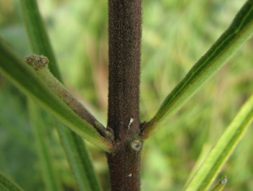 Tall Green Milkweed (Asclepias hirtella)