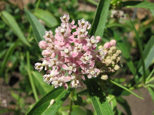 Swamp Milkweed (Asclepias incarnata)