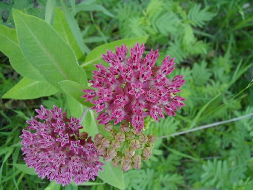 Purple Milkweed (Asclepias purpurascens)