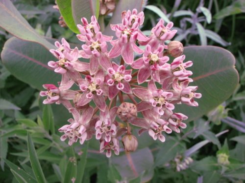 Smooth Milkweed (Asclepias sullivantii)