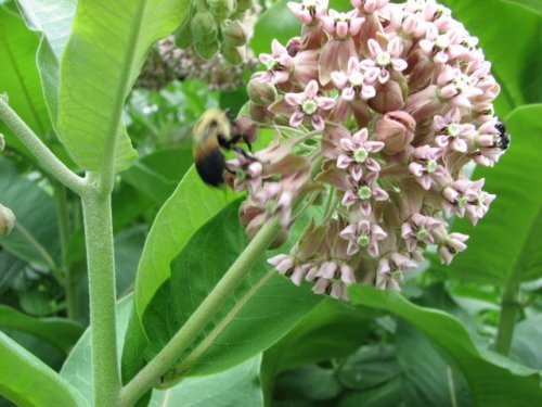 Common Milkweed (Asclepias syriaca)