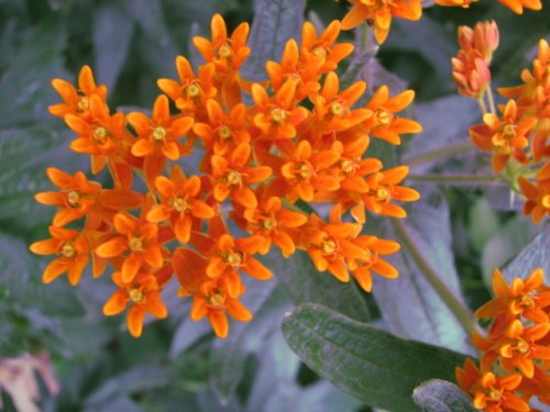 Butterfly Milkweed (Asclepias tuberosa)