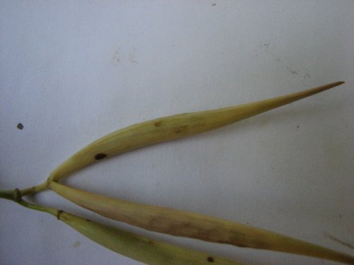 Whorled Milkweed (Asclepias verticillata)