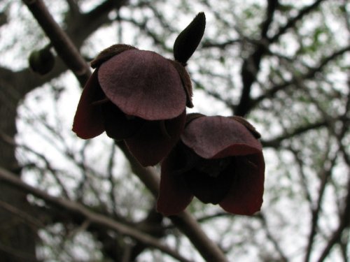 Paw Paw (Asimina triloba)