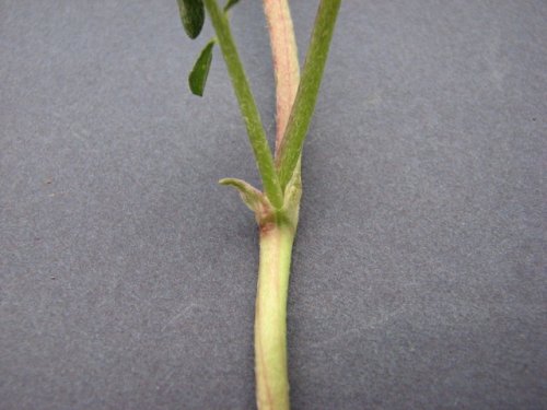 Ground Plum Milkvetch (Astragalus crassicarpus)