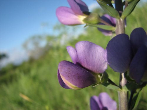 Blue Wild Indigo (Baptisia australis)