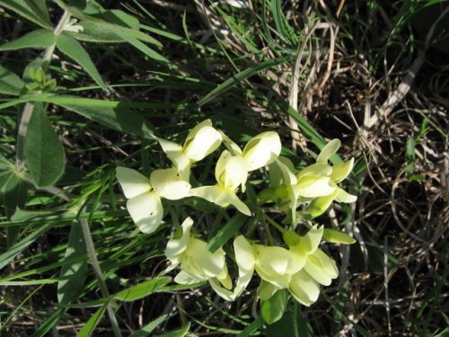 Cream Wild Indigo (Baptisia bracteata)