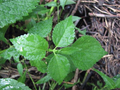 Bog Hemp (Boehmeria cylindrica)