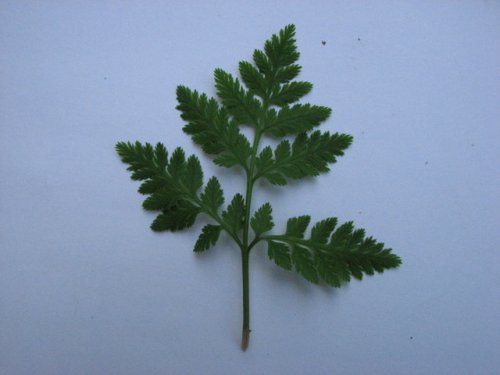 Rattlesnake Fern (Botrychium virginianum)