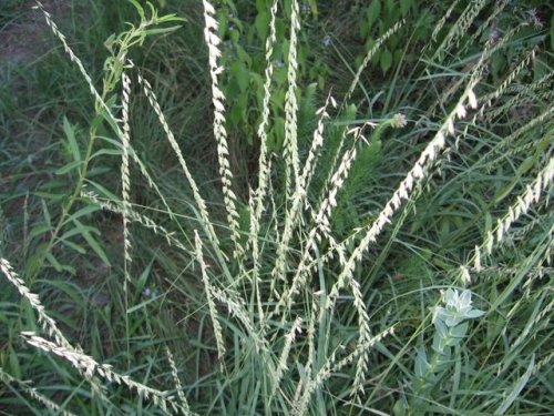 Side-Oats Grama (Bouteloua curtipendula)