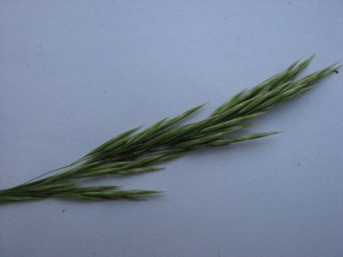 Smooth Brome (Bromus inermis)