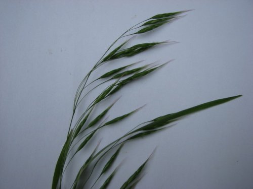 Japanese Brome (Bromus japonicus)