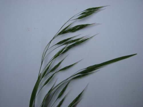 Japanese Brome (Bromus japonicus)