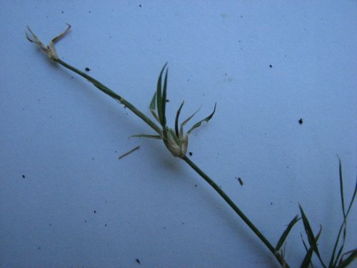 Buffalo Grass (Buchloe dactyloides)