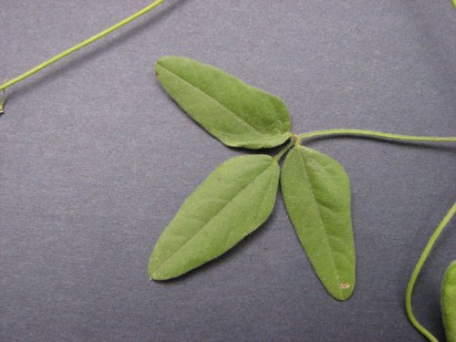 Trailing Wild Bean (Strophostyles helvolus)