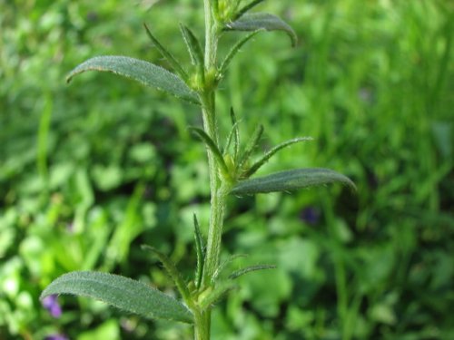 Corn Gromwell (Lithospermum arvense)