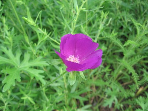 Purple Poppy Mallow (Callirhoe involucrata)