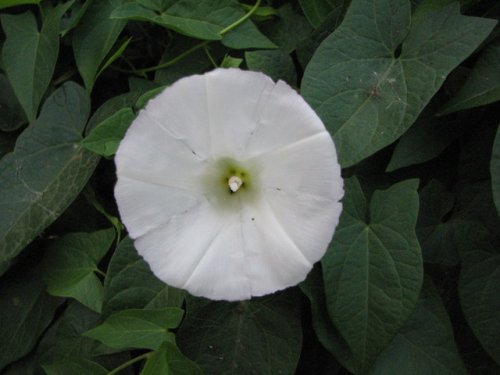 Common Hedge Bindweed (Calystegia sepium)