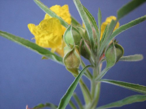 Toothed Evening Primrose (Calylophus serrulatus)