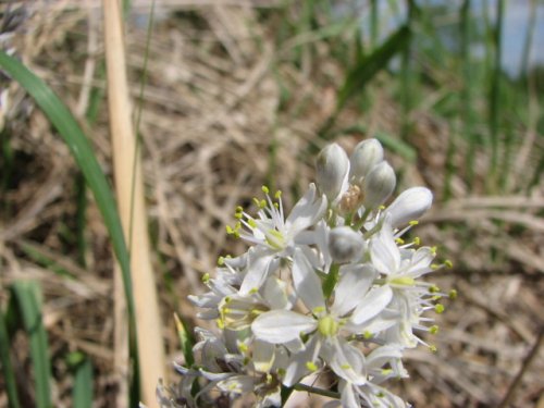 Wild Hyacinth (Camassia angusta)