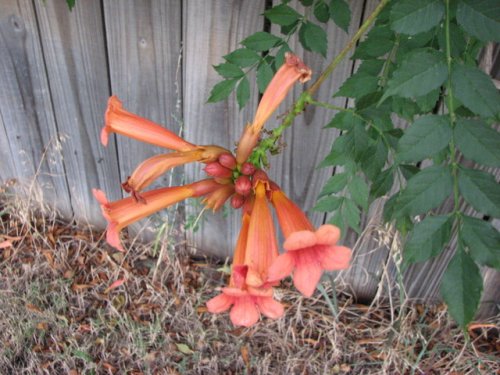 Trumpet Creeper (Campsis radicans)