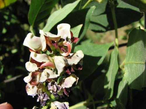 American Potato Bean (Apios americana)