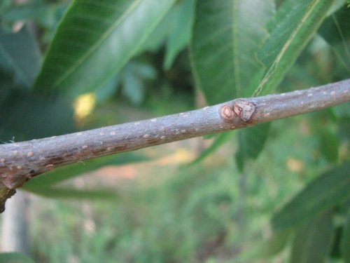 Bitternut Hickory (Carya cordiformis)