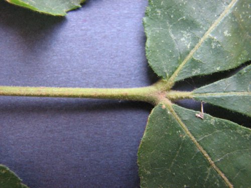 Shellbark Hickory (Carya laciniosa)