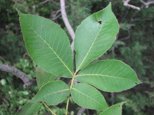 Shagbark Hickory (Carya ovata)