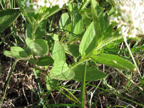 Inland New Jersey Tea (Ceanothus herbaceus)