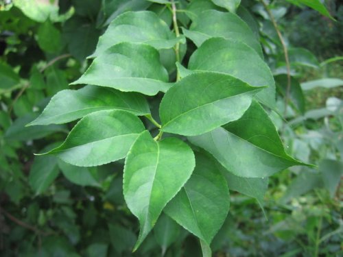 American Bittersweet (Celastrus scandens)