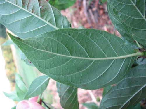 Buttonbush (Cephalanthus occidentalis)