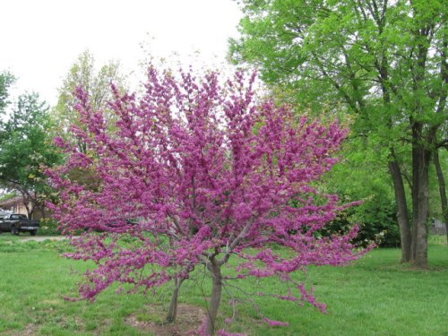 Redbud (Cercis canadensis)