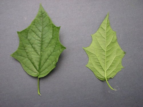 Maple Leaf Goosefoot (Chenopodium simplex)