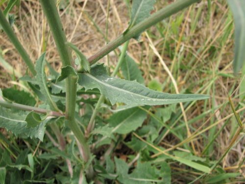 Chicory (Cichorium intybus)