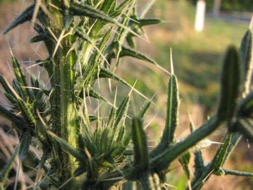 Bull Thistle (Cirsium vulgare)