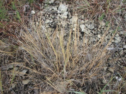 Plains Muhly (Muhlenbergia cuspidata)