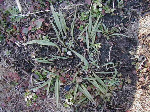 Spring Beauty (Claytonia virginica)