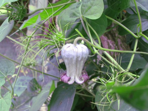 Pitcher's Leather Flower (Clematis pitcheri)