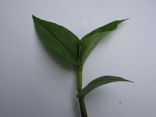 Asiatic Dayflower (Commelina communis)