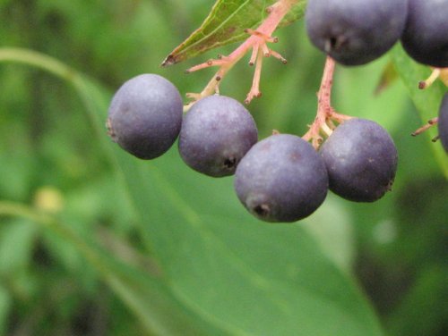 Swamp Dogwood (Cornus amomum)