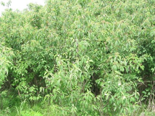 Rough-leaved Dogwood (Cornus drummondii)