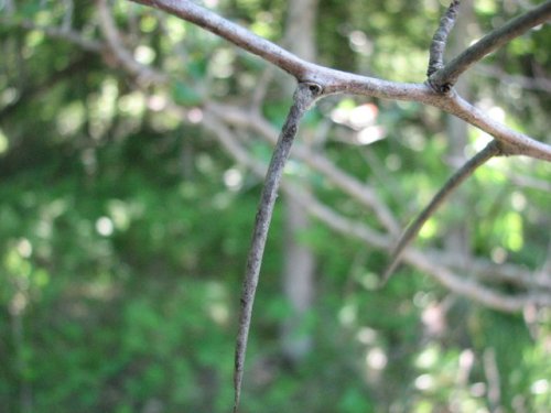 Cockspur Hawthorn (Crataegus crus-galli)