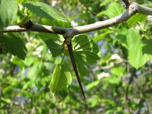 Downy Hawthorn (Crataegus mollis)