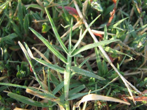 Bermuda Grass (Cynodon dactylon)