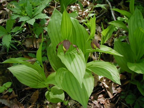 Yellow Lady's Slipper (Cypripedium pubescens)