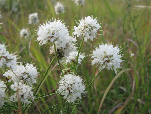 Roundhead Prairie Clover (Dalea multiflora)