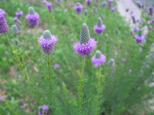 Purple Prairie Clover (Dalea purpurea)