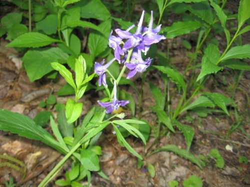 Rock Larkspur (Delphinium tricorne)