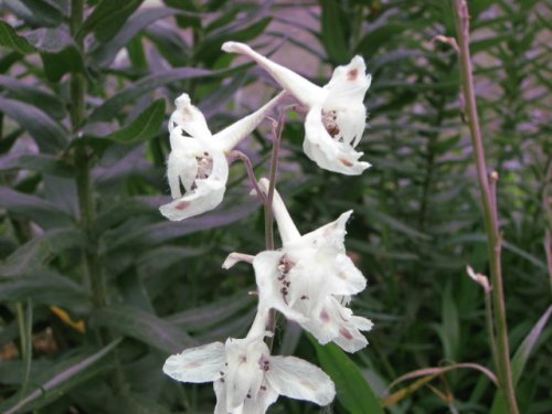 Plains Larkspur (Delphinium virescens)